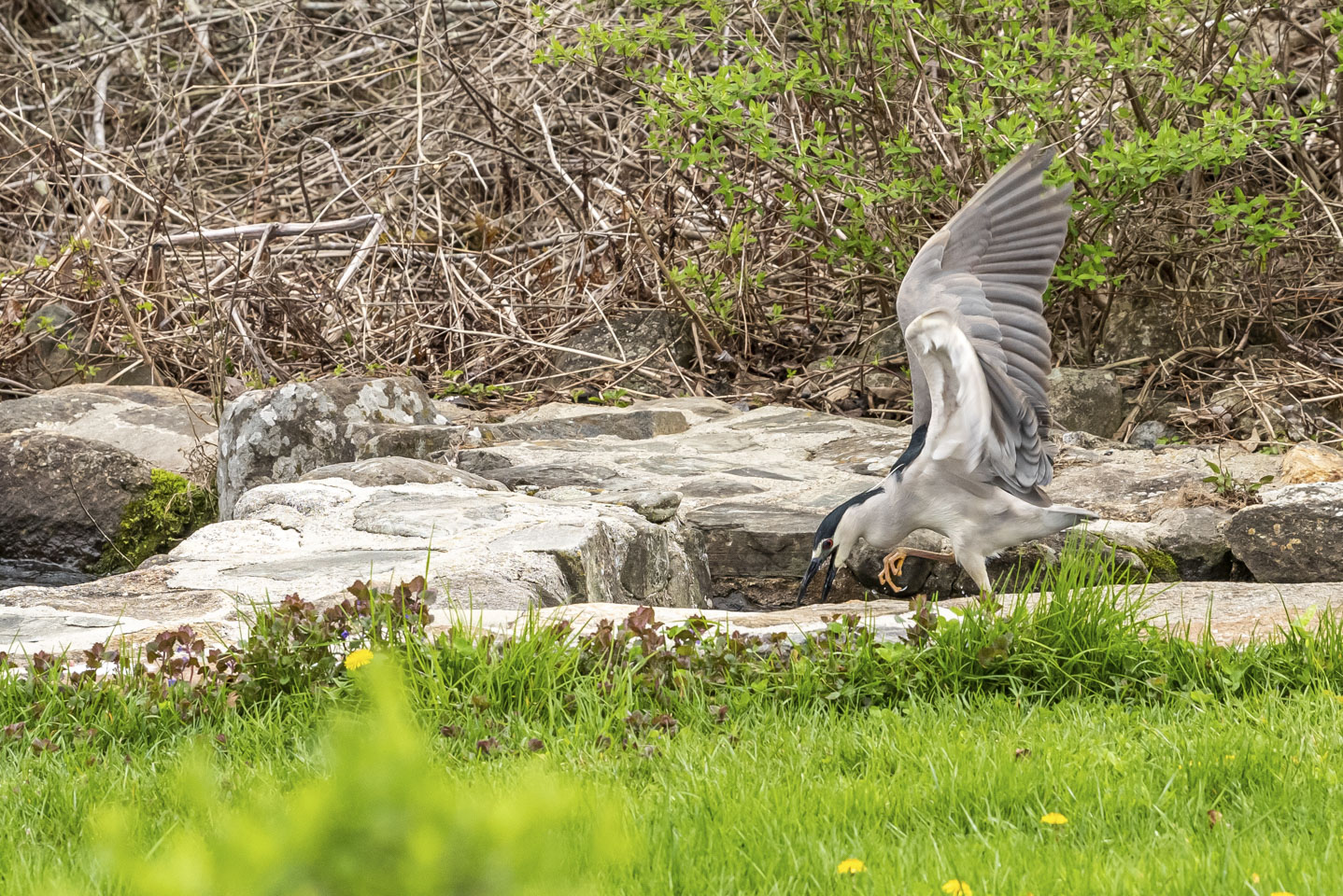 Bird failing to catch a fish 