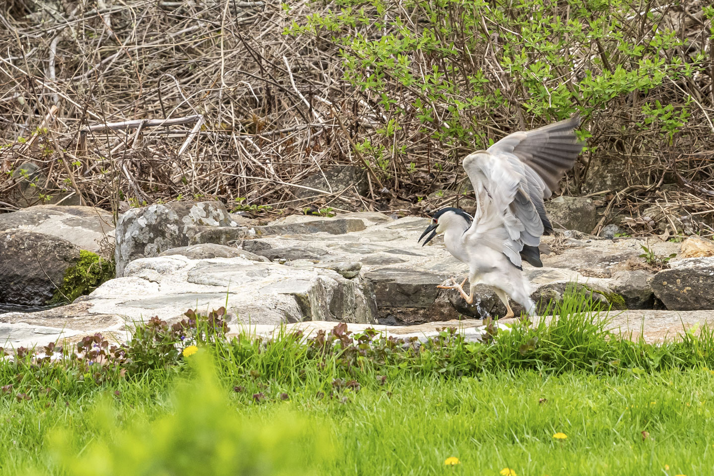 Bird failing to catch a fish 