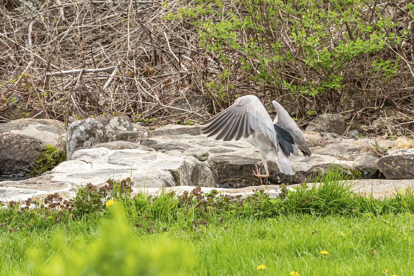 Bird failing to catch a fish 