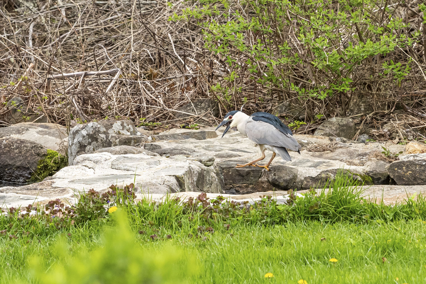 Bird failing to catch a fish 