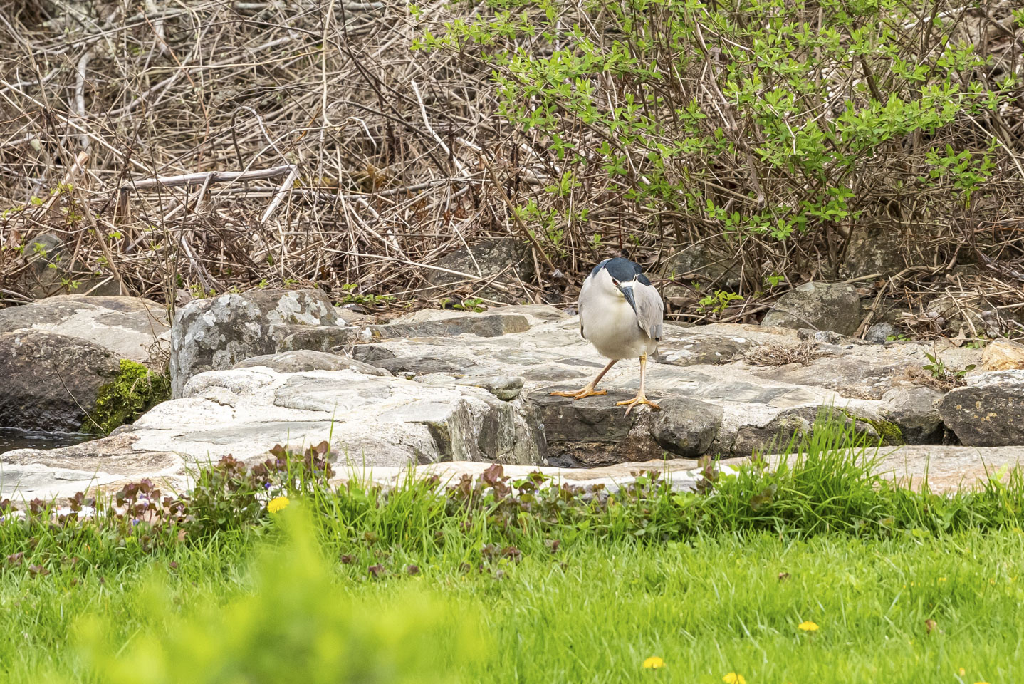 Bird failing to catch a fish 