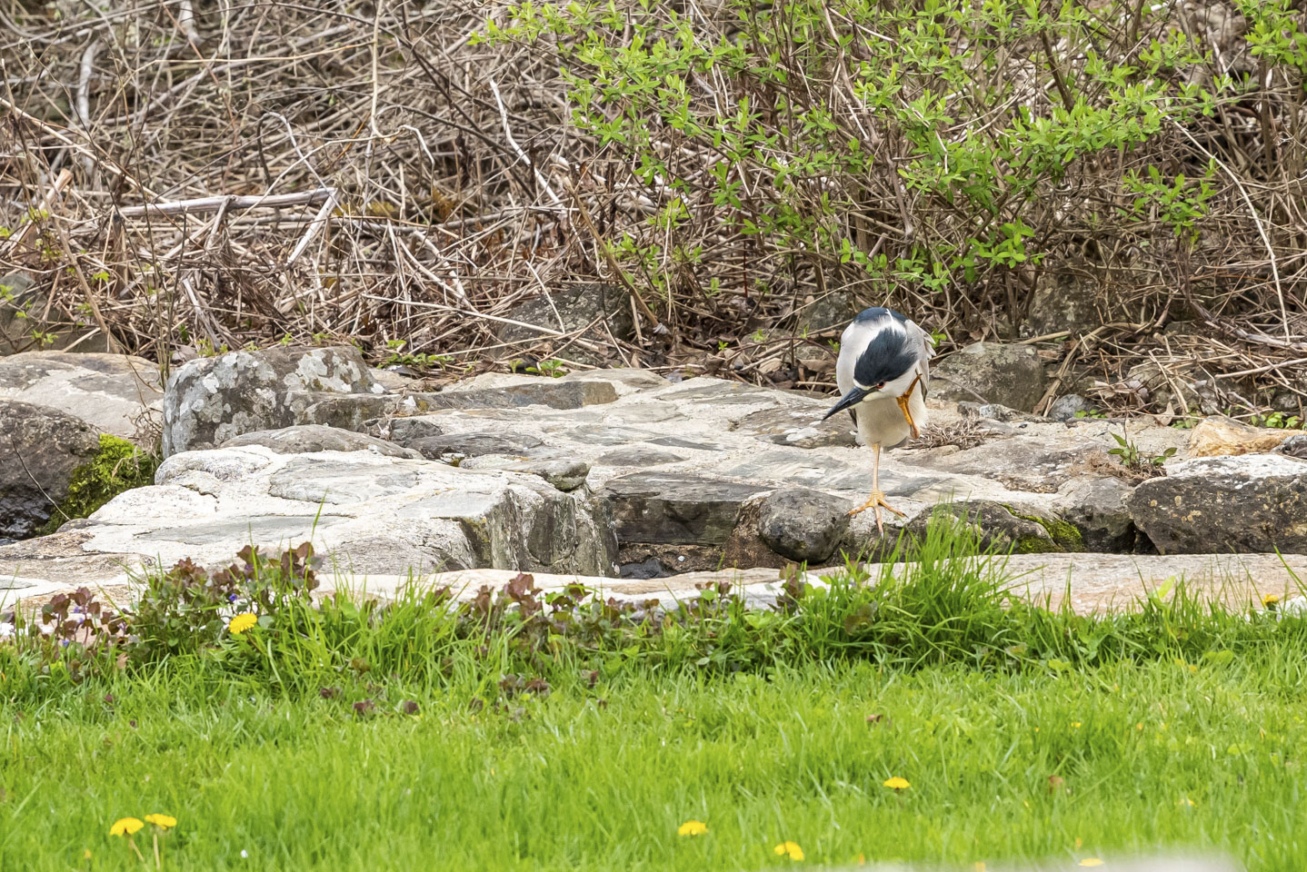 Black Crowned Night Heron scratching its neck