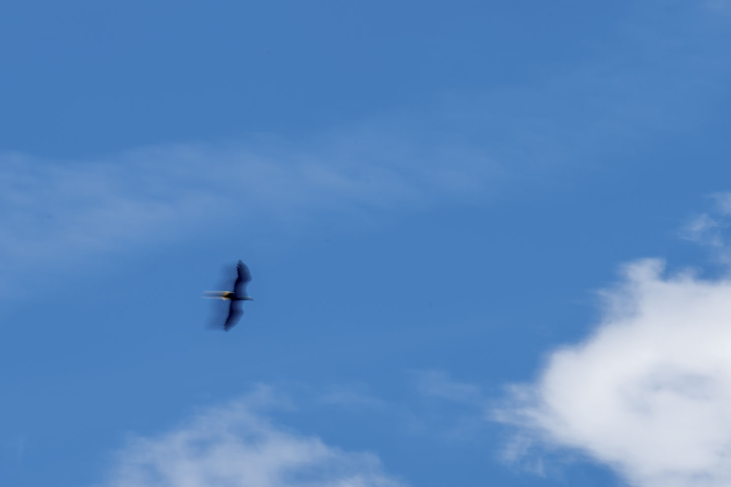 motion of a bald eagle in flight