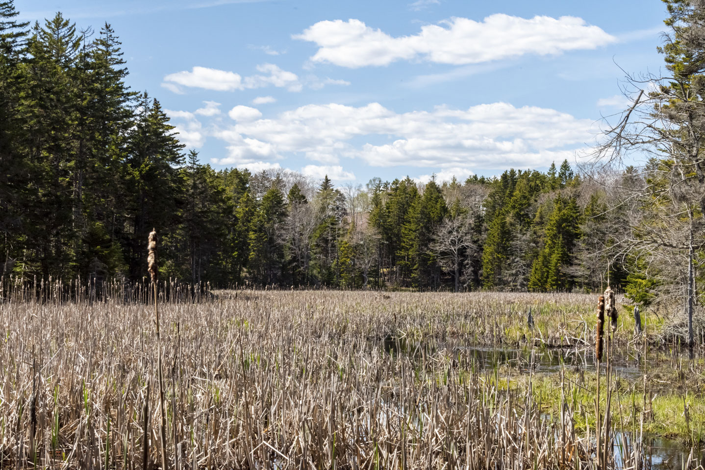 Ocean Point Preserve marsh view