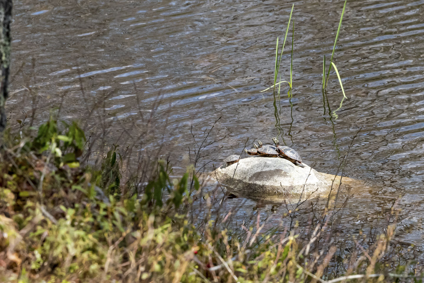 Multiple turtles on a rock, keeping an eye on the surroundings