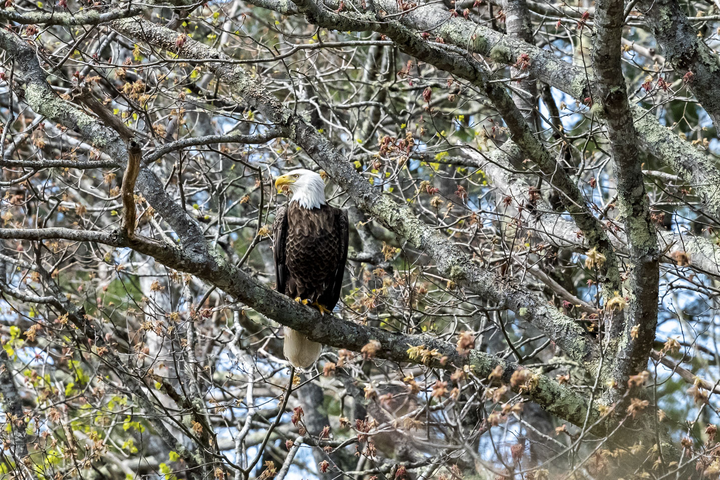 Bald Eagle in a tree