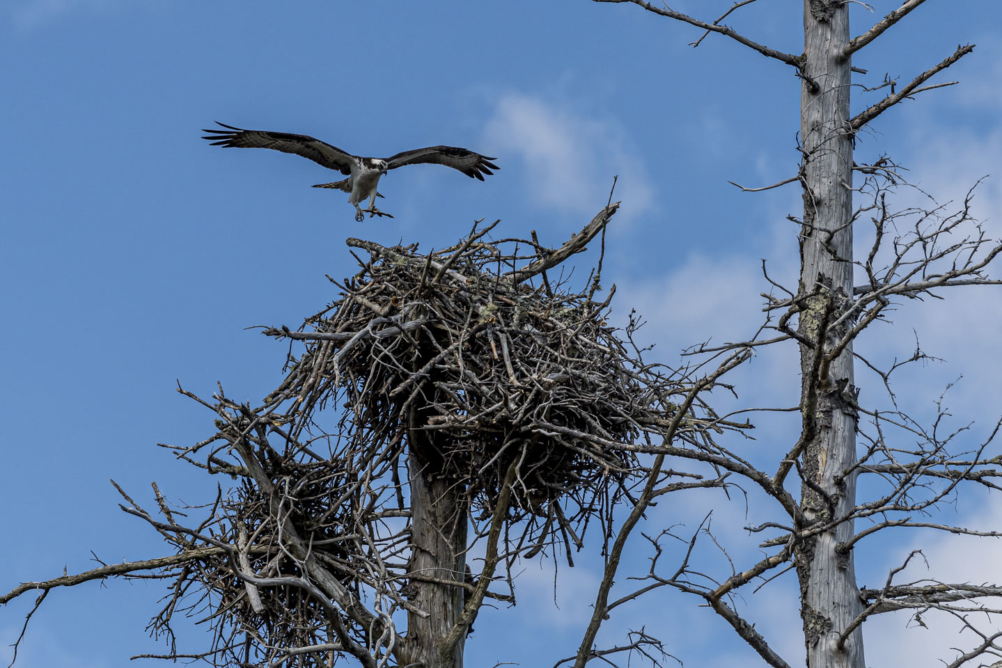 Osprey in process of landing in nest 