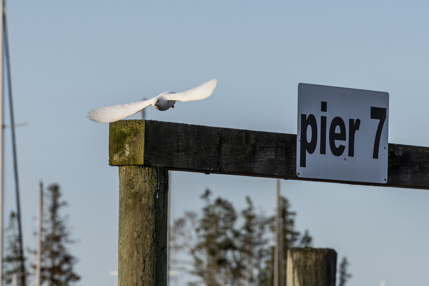 A white pigeon launching into flight