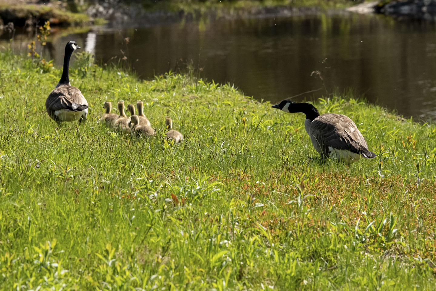 Canada Geese with goslings following on land