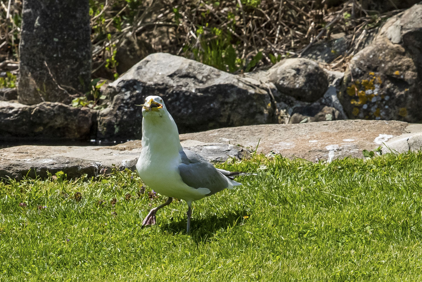 Gull with a fish in its mouth