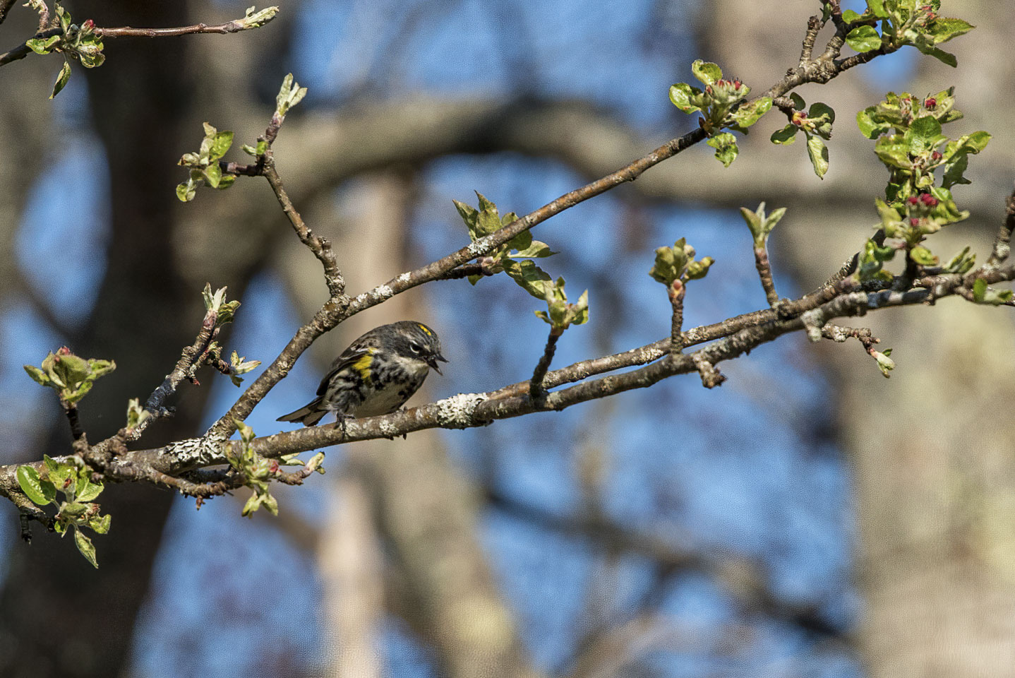 Yellow-Rumped Warbler (Myrtle)