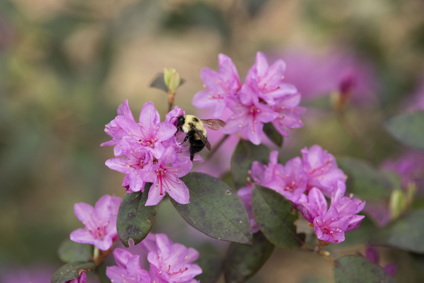 Rhododendrons with a bumble bee