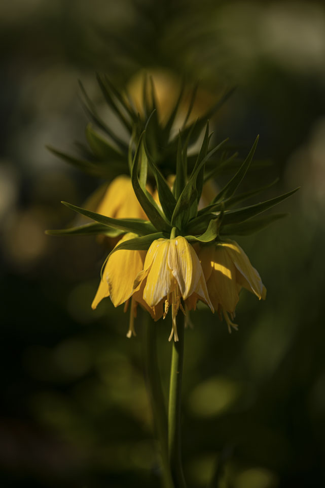 unusual yellow flower with other ones behind it