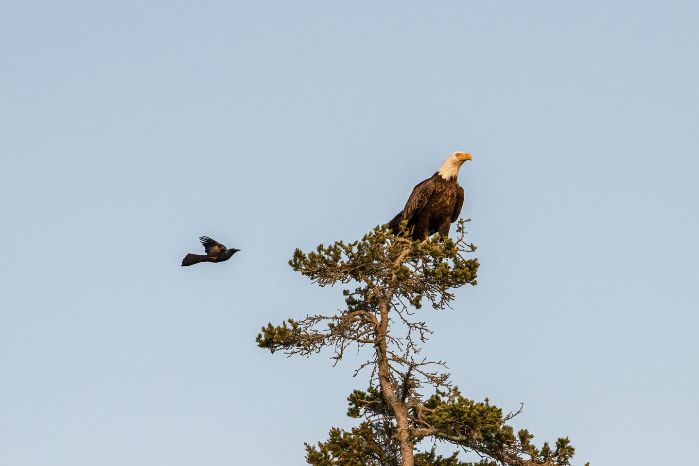 Small black bird flying by an Eagle that is in a tree