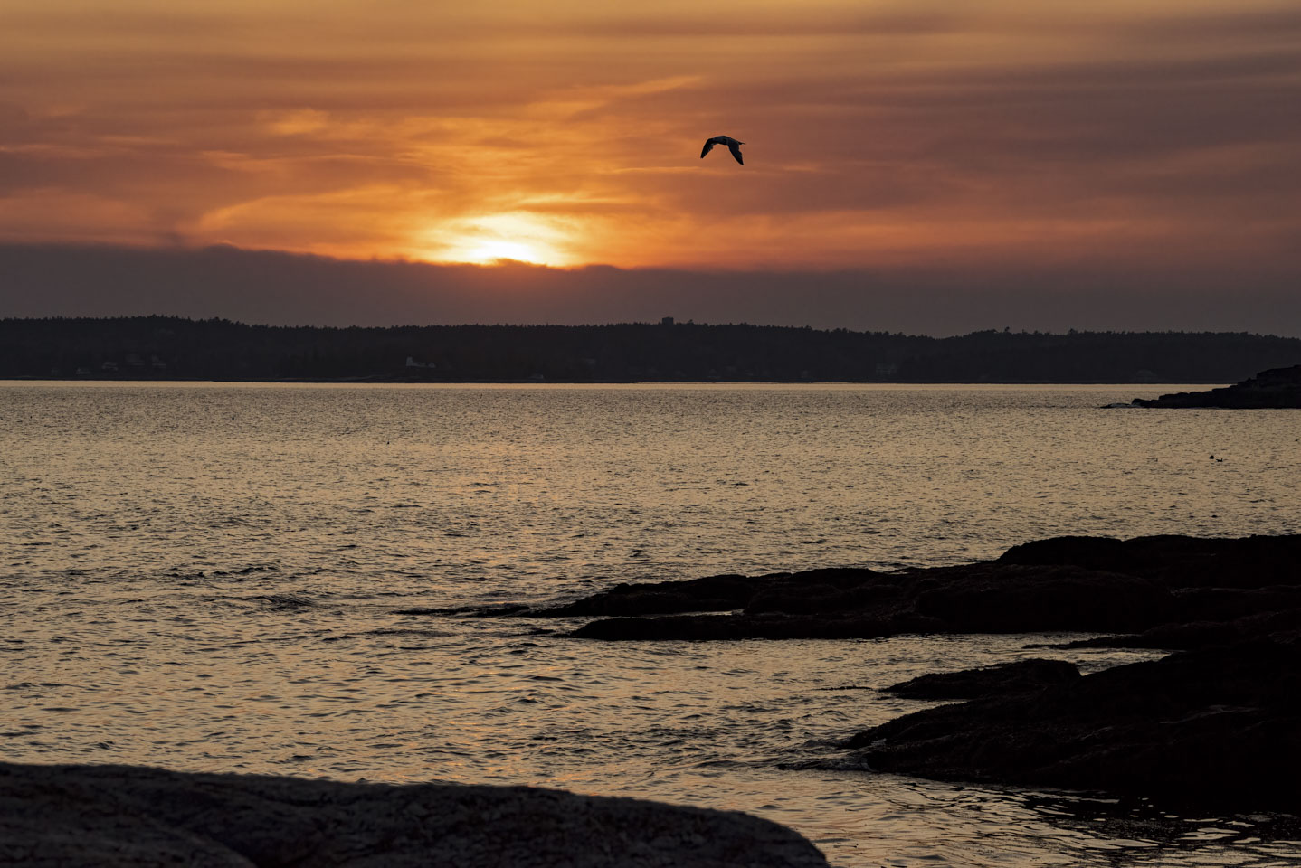 sunset at Ocean Point with a bird flying across the sky