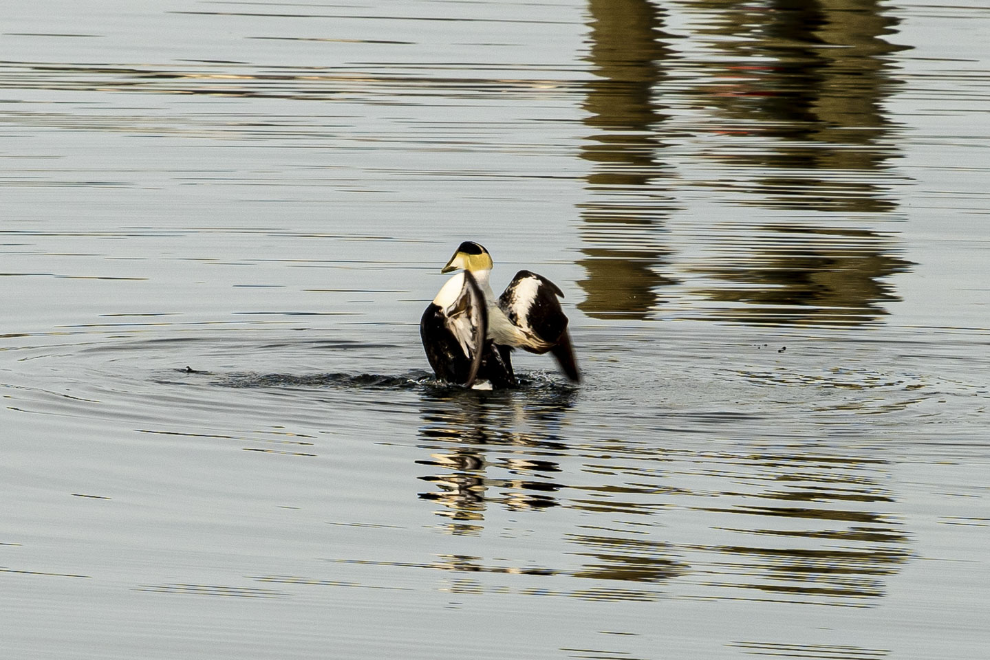 a Common Eider