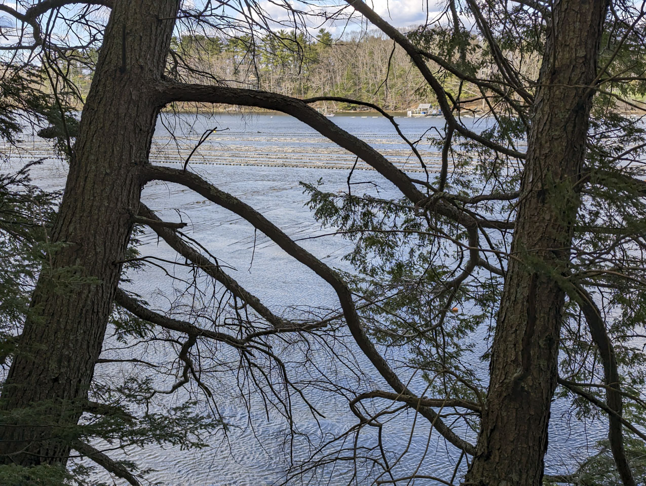 Damariscotta oyster farm seen through tree branches