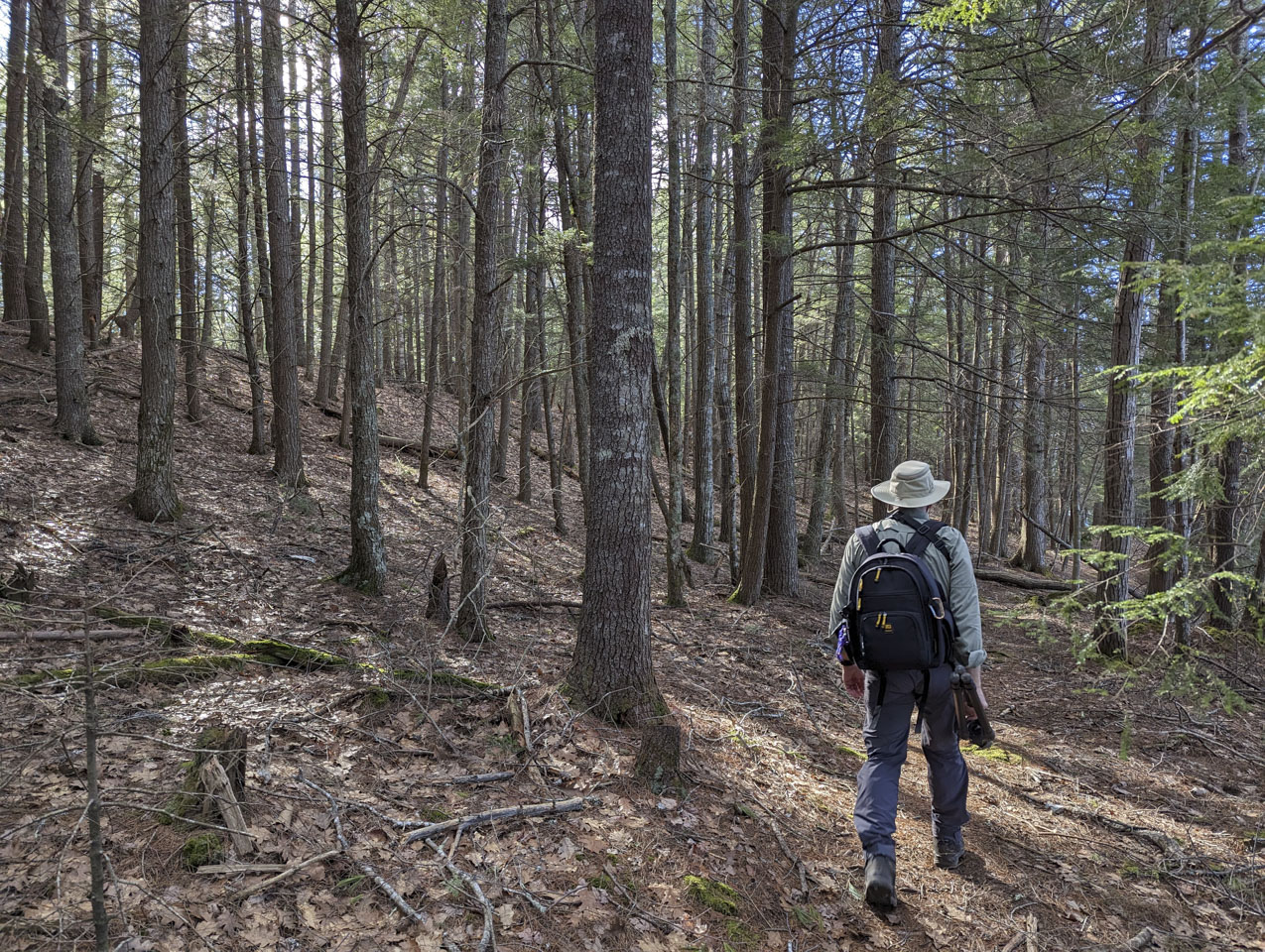 Paul walking on a trail through a woods with little undergrowth