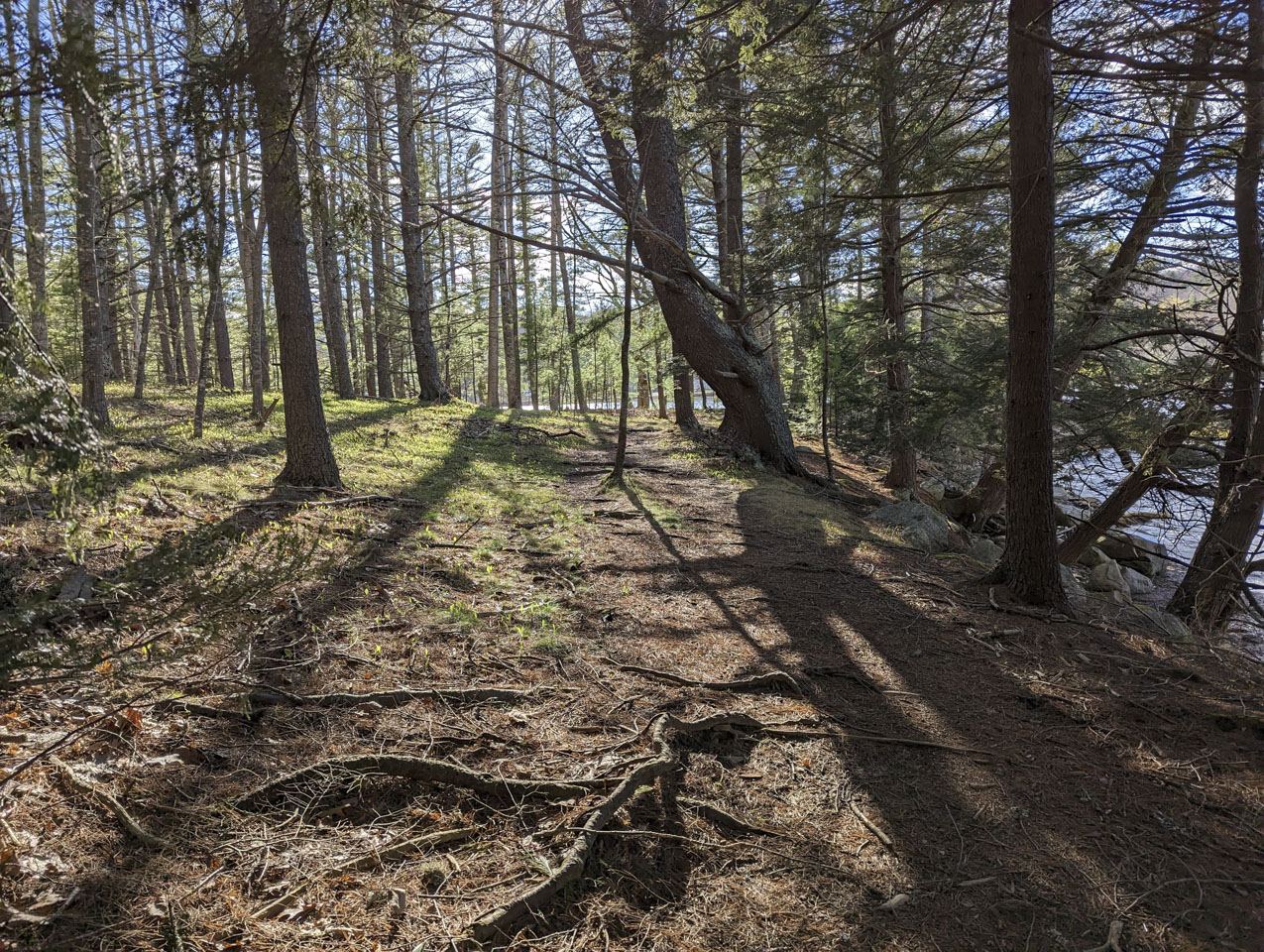 The late-day sunlight filtering through trees and lighting the forest floor.