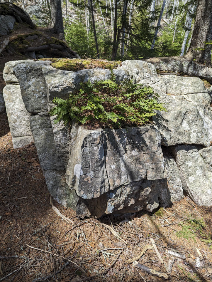 A fern growing on a rock