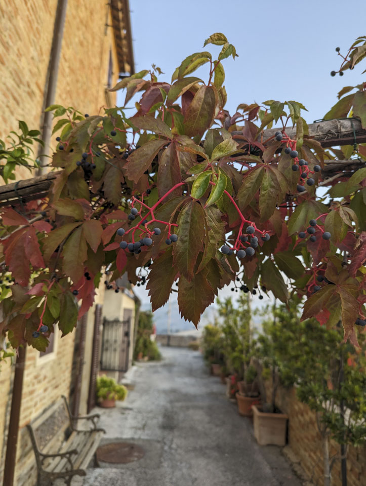 A vine across the narrow road, with other potted plants in the background