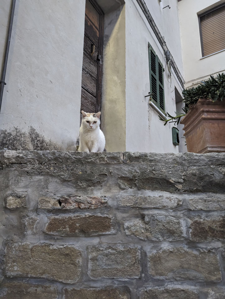 White cat looking down at the camera, with a door behind it