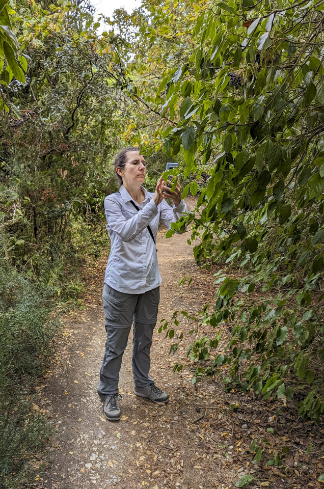 Anne is standing on a trail, holding her phone up with it pointed at one of the plants that are along the trail.