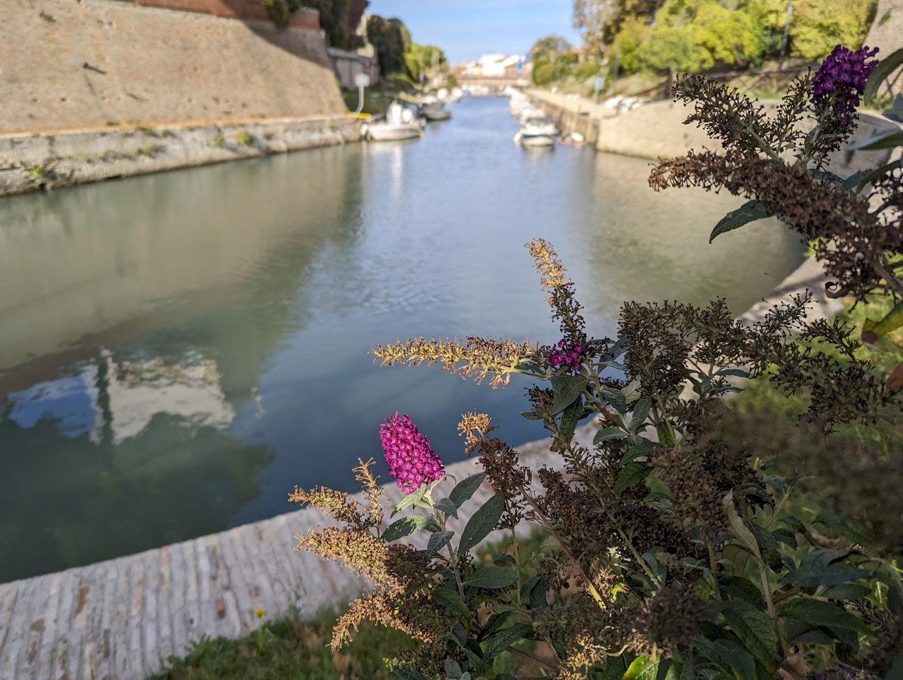 A couple of pink flowers and mostly spent flowers with water and a canal going off into the distance behind them.