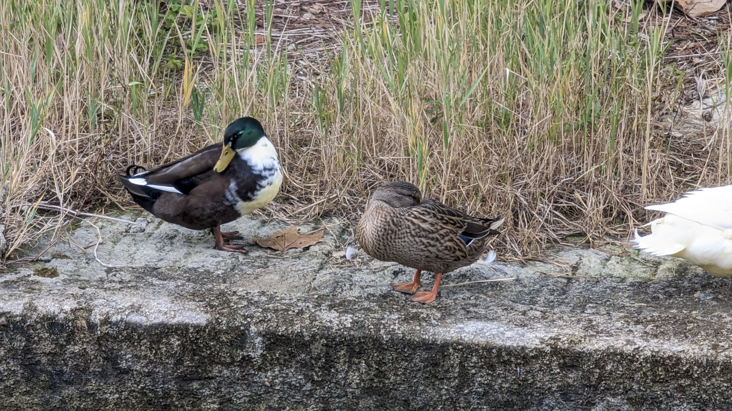 Two ducks with grass behind them. The male on the left has a green head. The female on the right is tand and black.