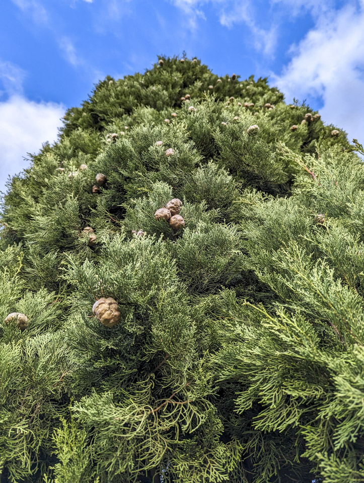 Looking up a Cyprus tree, with the distinctive nuts visible.