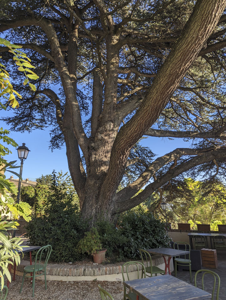 Large tree in Mondavio
