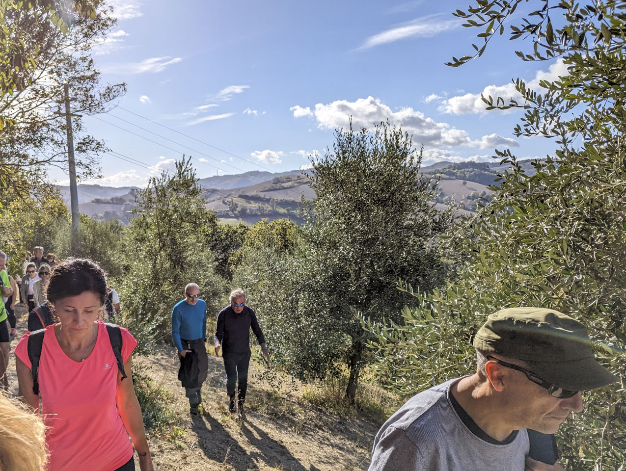 A number of walk participants, including Paul and Roberto, with olive trees around them.