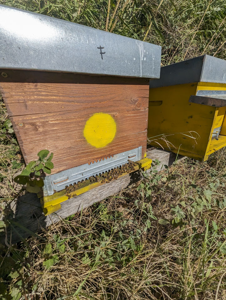A natural wood beehive, with a large yellow paint spot on it and some bees gathered near the hive entrance. A second hive, painted yellow, sits next to it.