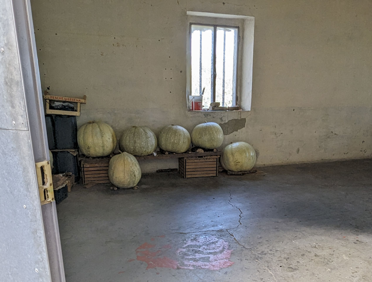 A mostly empty garage with 6 very large squash that are sitting on wood to keep them safe.