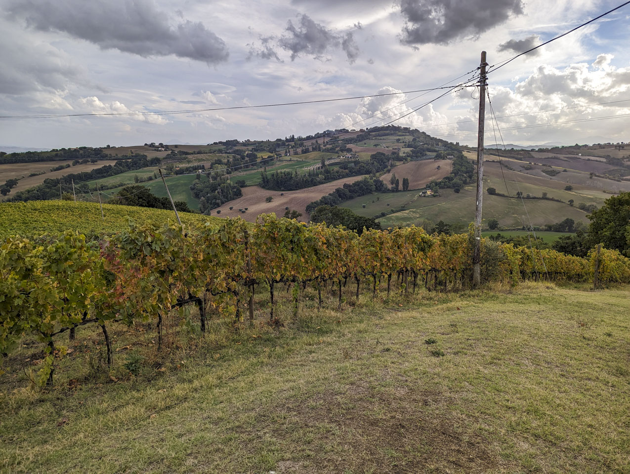 view from inside the vineyard