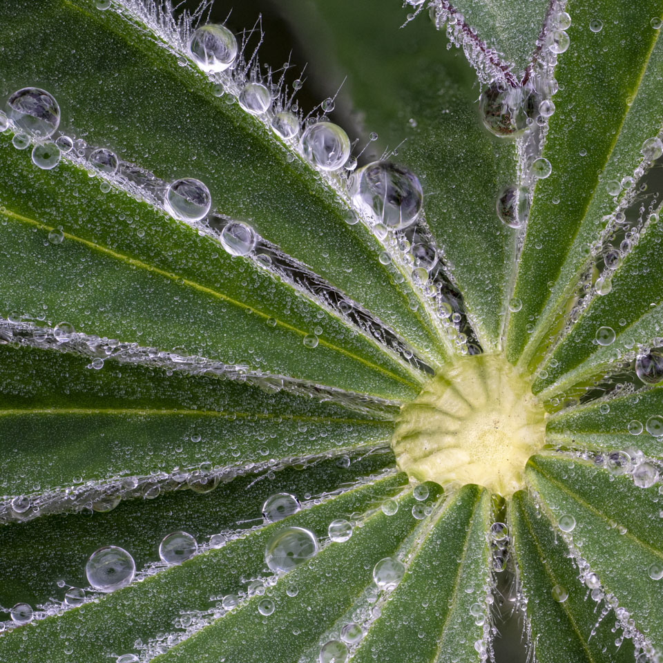 This is a close-up of a plant with a yellow center and many green leaves coming off of that. There are water droplets on the leaves.
