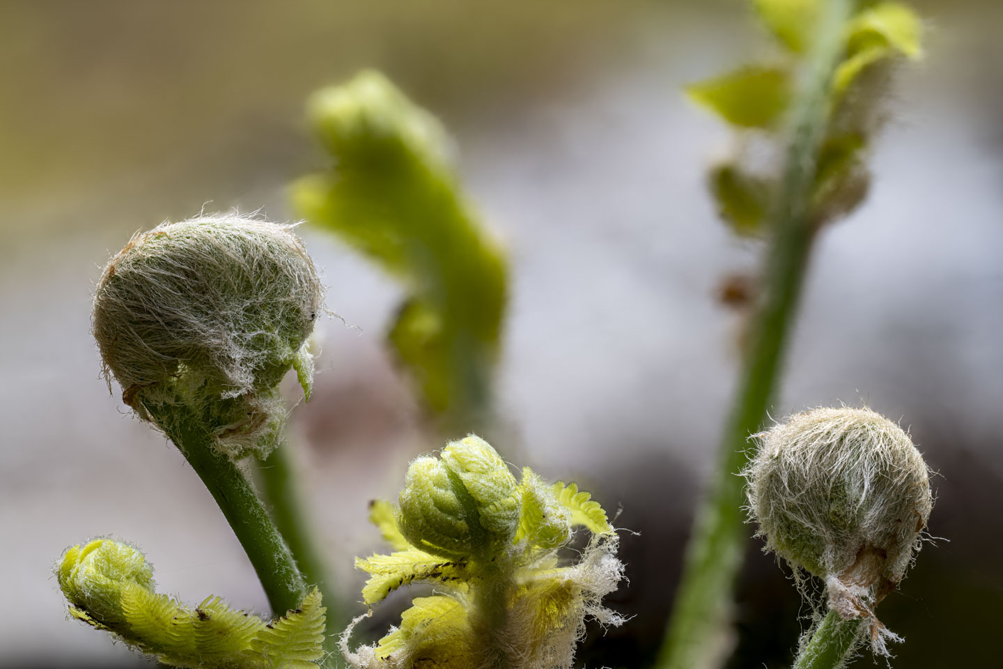 This is a close-up of three fern fiddleheads.