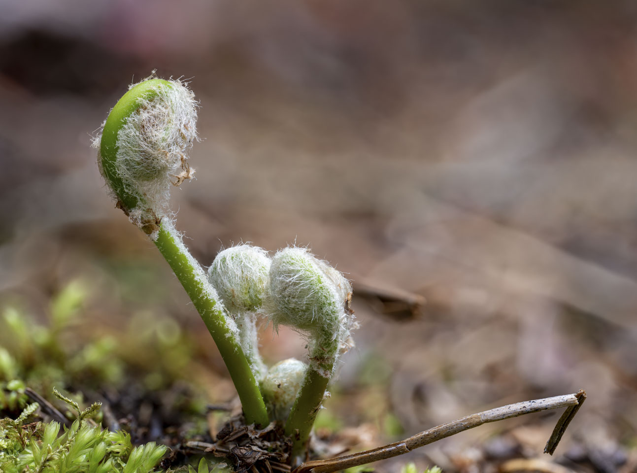One fiddlehead is taller than the other two.
