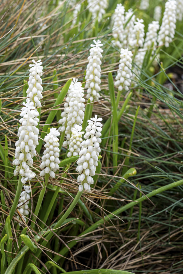 Wild white flowers have grown up in a grassy area.