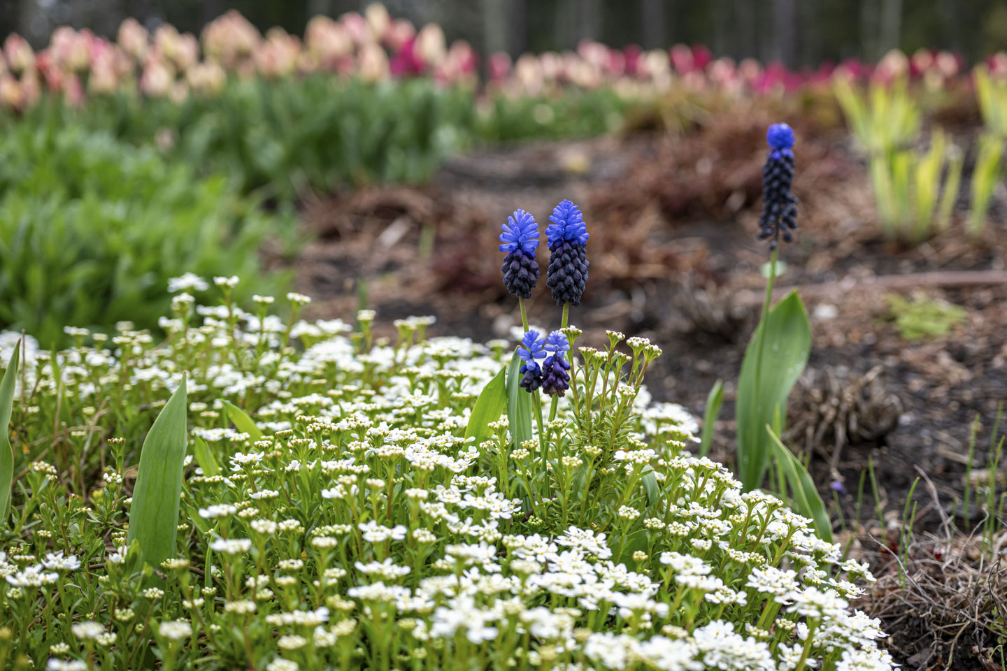 Small white flowers create a base for a few taller blue ones.