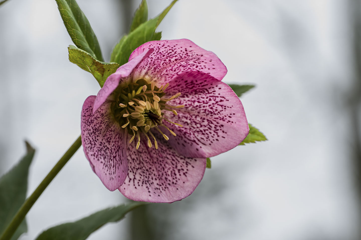 A pink hellebore flower