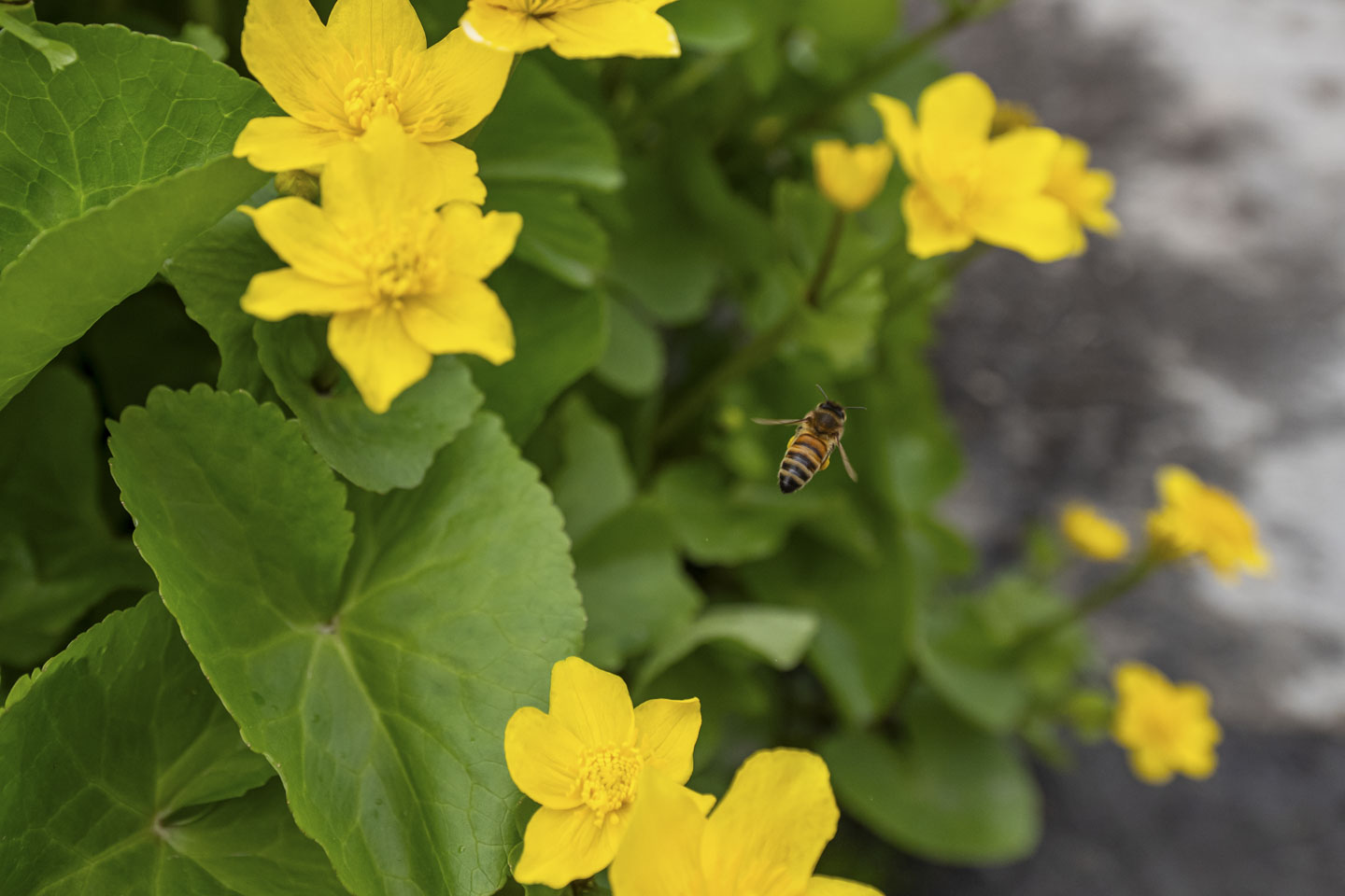 A honeybee is flying between yellow flowers.