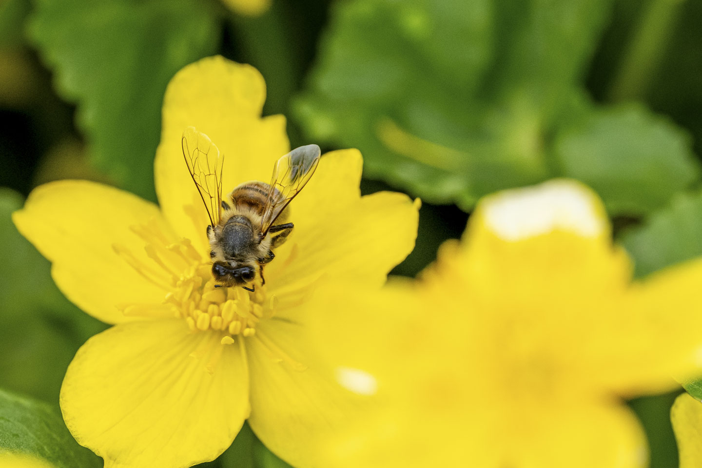 A honeybee is looking for nectar and pollen in a flower.