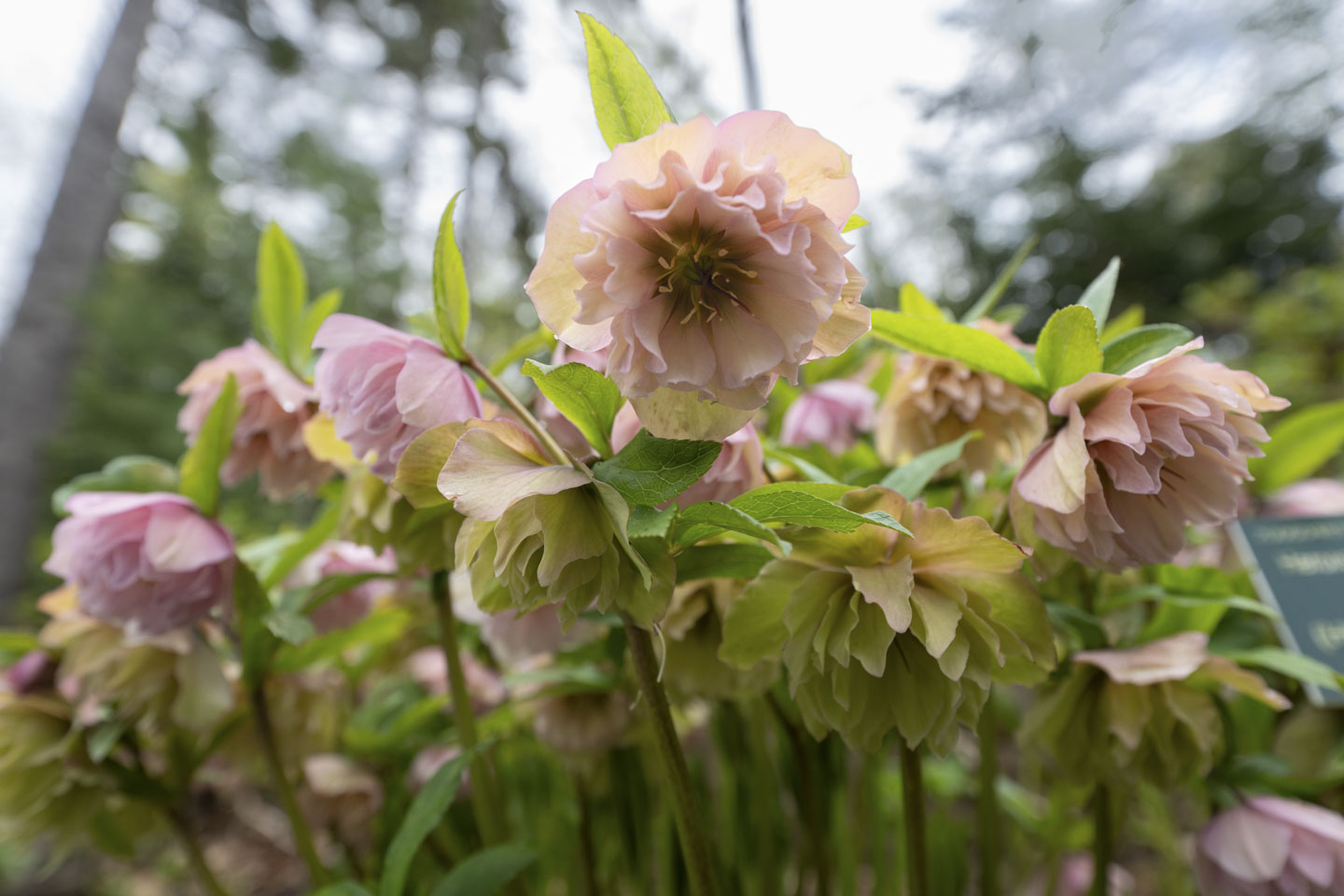 We are looking up at some pink Hellebore flowers, which face down.