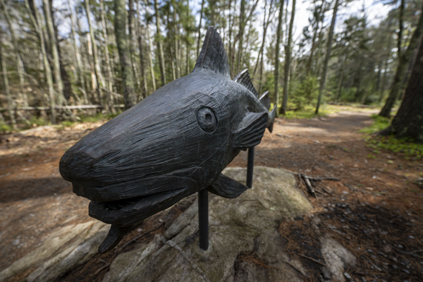 A picture of a metal sculpture of a fish, with the head very close to the camera.