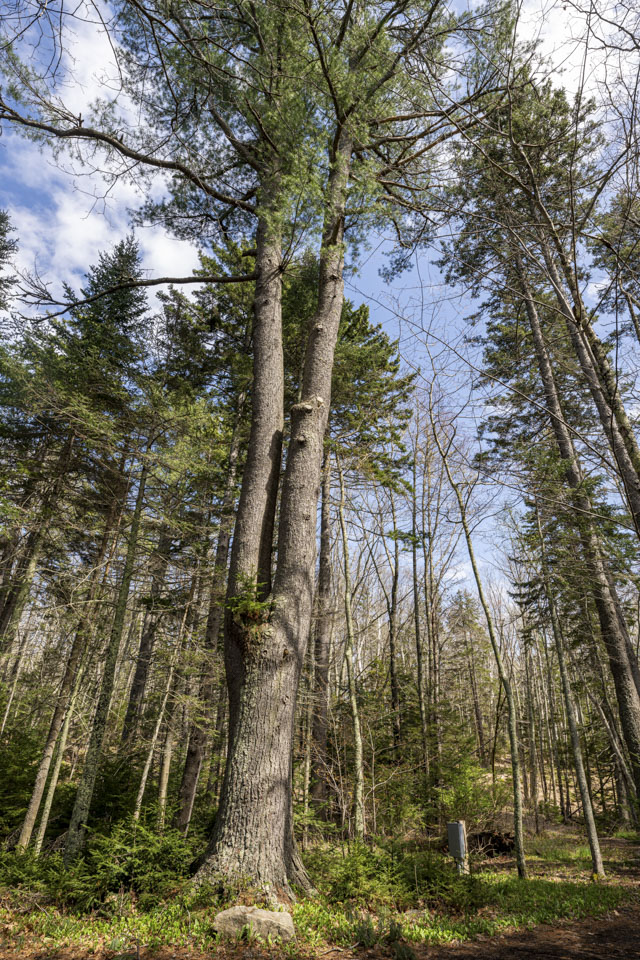 In the woods, a tall tree has one large trunk that splits into two separate trunks as you look up the length. In the crevice between them, another tree has taken root and is trying to grow.