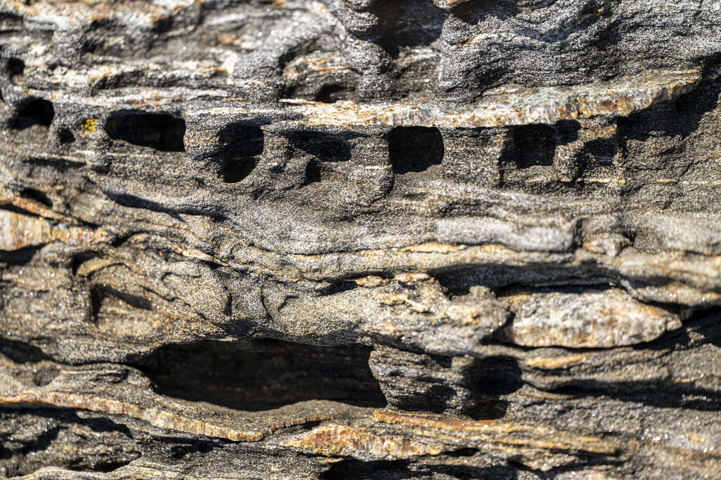 A rock that has a line of small holes.