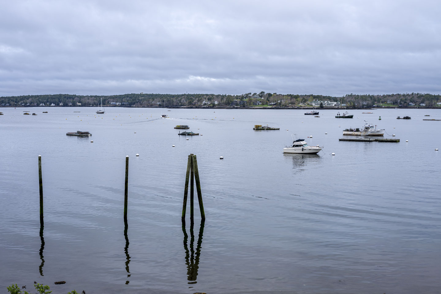 Looking out at the harbor, with many boats moored and other moorings seen but empty. There are also floats that have lobster traps on them.