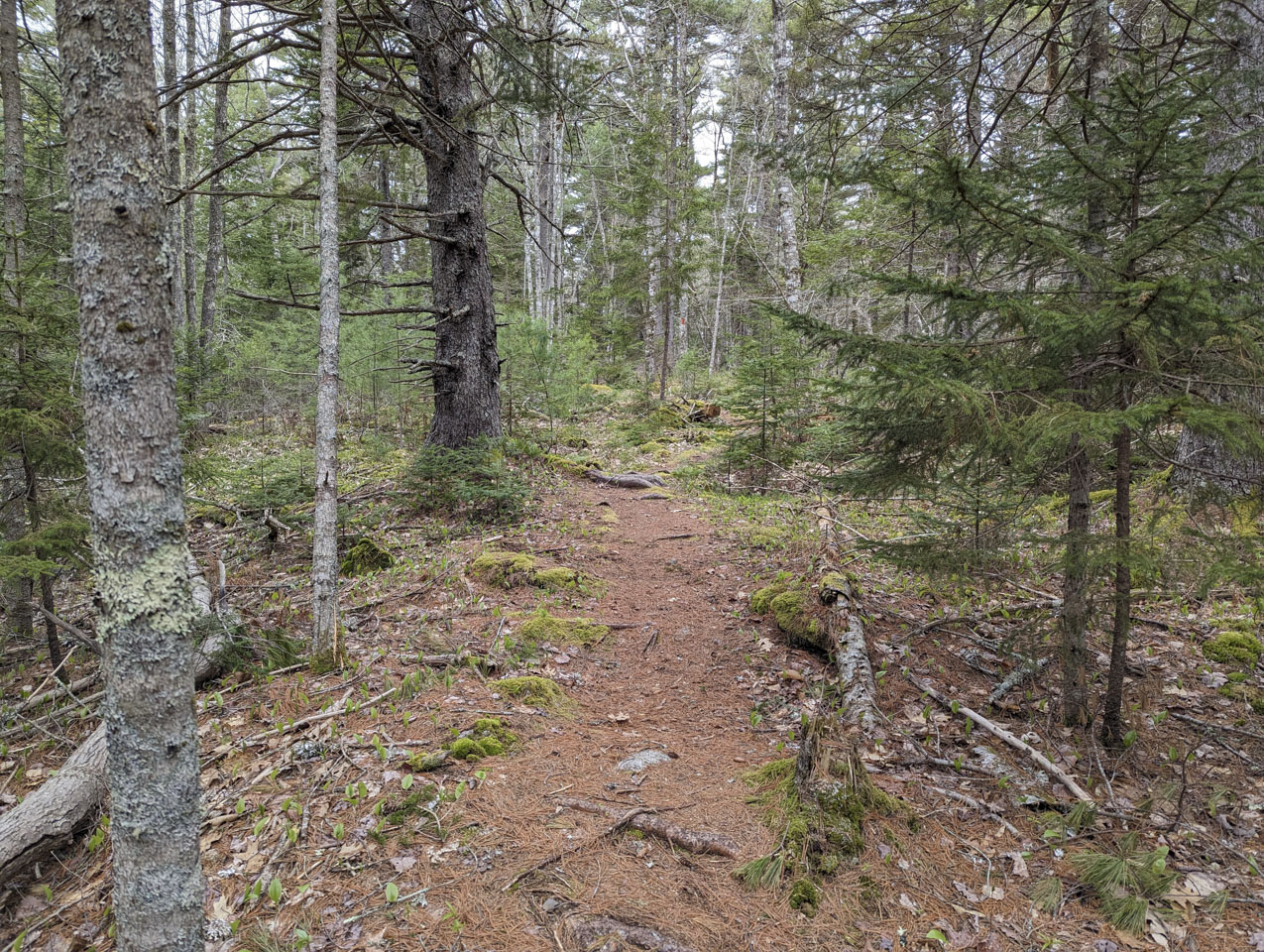 A trail leads into the woods.