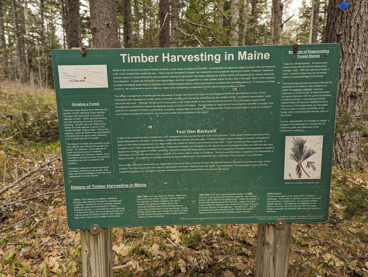 A green sign sits in the woods. The title on the sign is Timber Harvesting in Maine. 